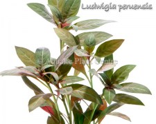 Ludwigia peruensis